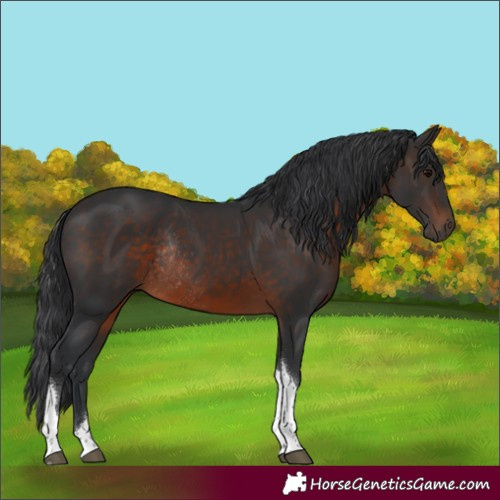 Horse Color:Brown Tobiano Rabicano 