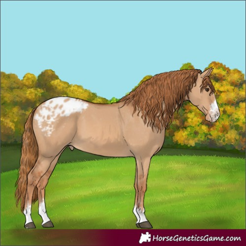 Horse Color:Red Dun Appaloosa