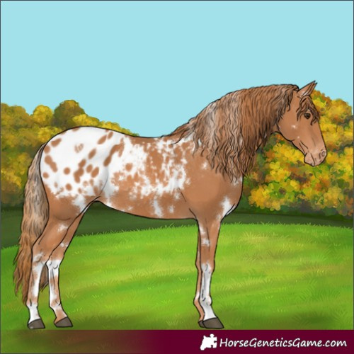 Horse Color:White Spotted Chestnut Appaloosa
