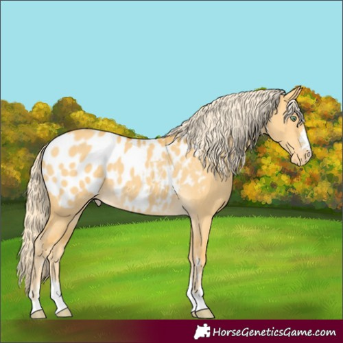 Horse Color:Gold Cream Champagne Dun Appaloosa 