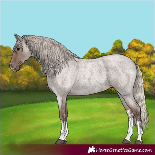 Horse Color:Silver Blue Roan Sabino 