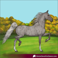 Horse Color:Silver Blue Roan Sabino
