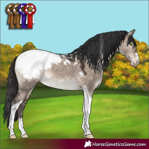 Horse Color:Brown Dun Mushroom Tobiano Appaloosa 