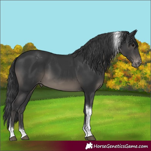 Horse Color:Black Tobiano Appaloosa 