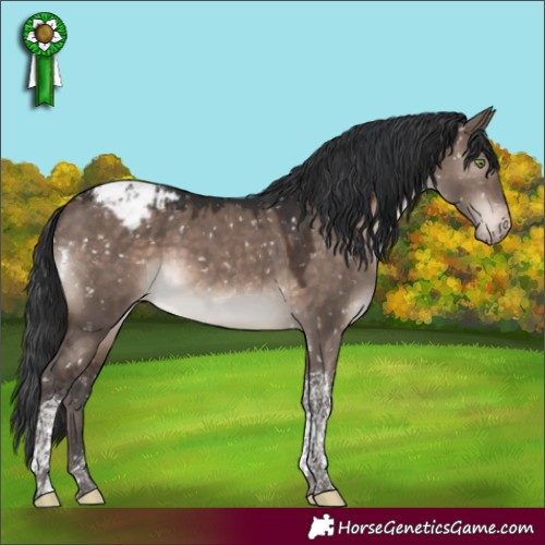 Horse Color:Brown Dun Mushroom Tobiano Appaloosa 