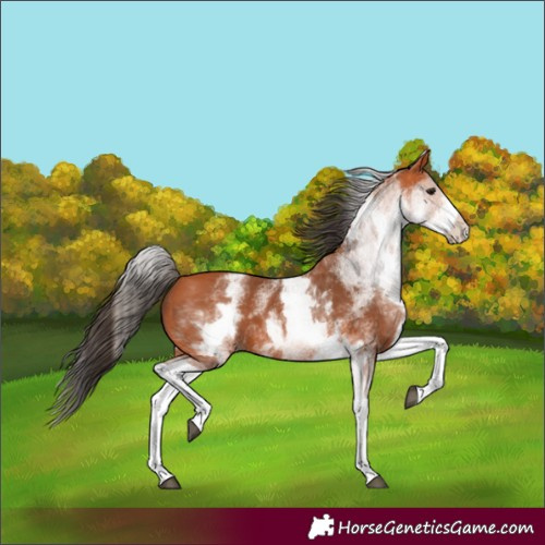 Horse Color:White Spotted Bay