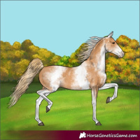 Horse Color:White Spotted Chestnut 