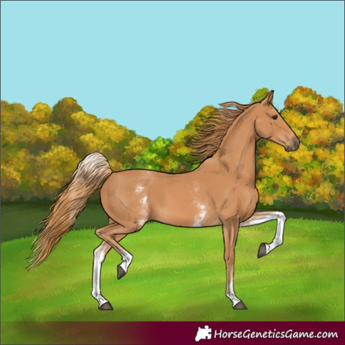 Horse Color:White Spotted Chestnut