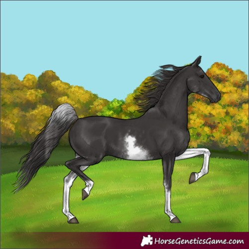 Horse Color:White Spotted Smoky Black 