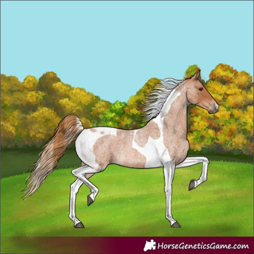 Horse Color:Red Roan Tobiano