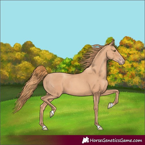 Horse Color:Gold Champagne 