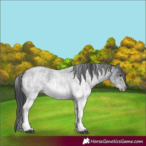 Horse Color:White Spotted Blue Roan 