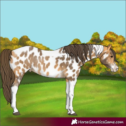 Horse Color:Buckskin Sabino Tobiano Appaloosa Rabicano 
