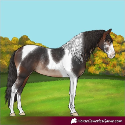Horse Color:Brown Sabino Tobiano Rabicano 