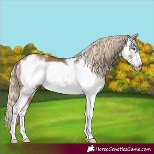Horse Color:Chocolate Palomino Sabino Frame Rabicano 