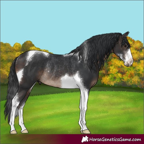 Horse Color:Brown Sabino Tobiano Rabicano
