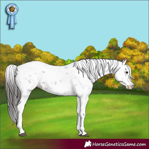 Horse Color:Brown Sabino Appaloosa 