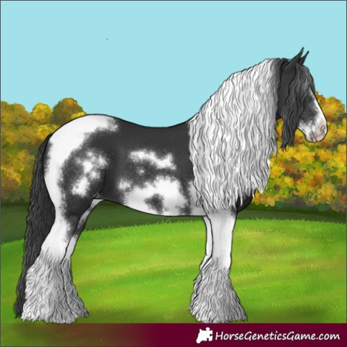 Horse Color:Black Tobiano Frame Appaloosa