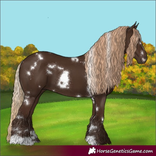 Horse Color:White Spotted Liver Chestnut 