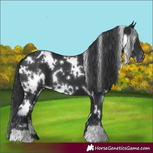 Horse Color:White Spotted Black Appaloosa