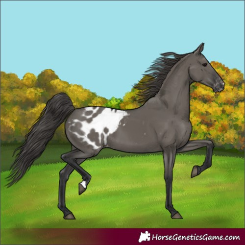 Horse Color:Grullo Appaloosa 