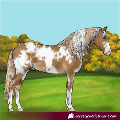 Horse Color:White Spotted Chocolate Palomino Dun Sabino Appaloosa