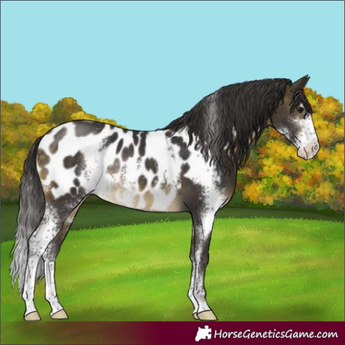 Horse Color:Buckskin Sabino Appaloosa Rabicano 