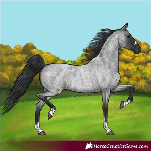 Horse Color:Blue Roan Rabicano