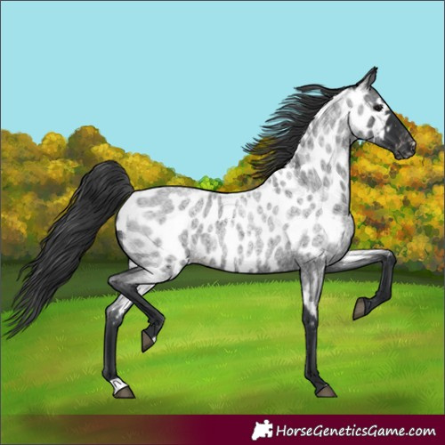 Horse Color:Blue Roan Near Leopard