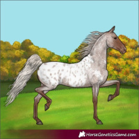 Horse Color:Silver Blue Roan Blanket