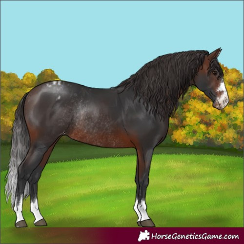 Horse Color:Brown Appaloosa Rabicano