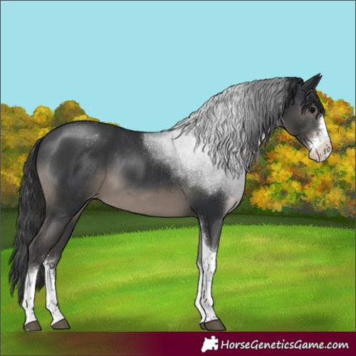 Horse Color:Black Sabino Tobiano Appaloosa