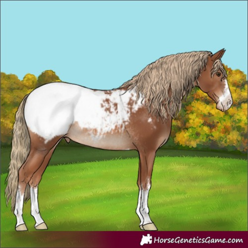 Horse Color:Chestnut Appaloosa Rabicano