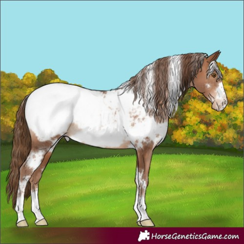 Horse Color:White Spotted Brown Pearl Appaloosa Rabicano 