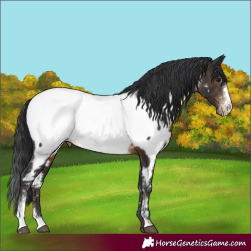 Horse Color:White Spotted Brown Sabino Appaloosa Rabicano