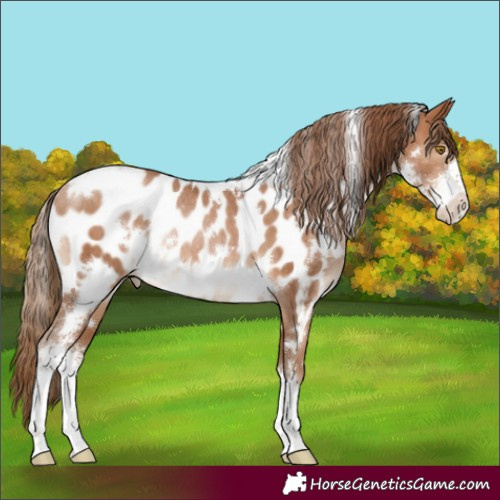 Horse Color:White Spotted Brown Pearl Sabino Appaloosa Rabicano 