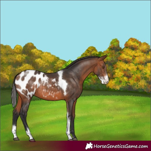 Horse Color:Bay Sabino Tobiano Appaloosa Rabicano 