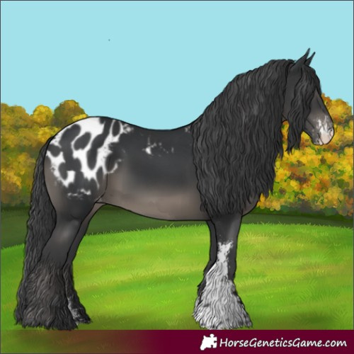 Horse Color:Black Sabino Appaloosa Rabicano 