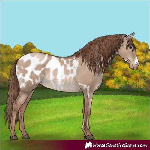 Horse Color:White Spotted Grullo Pearl Sabino Appaloosa