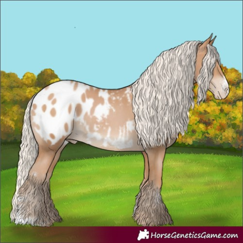 Horse Color:Silver Black Pearl Sabino Appaloosa Rabicano