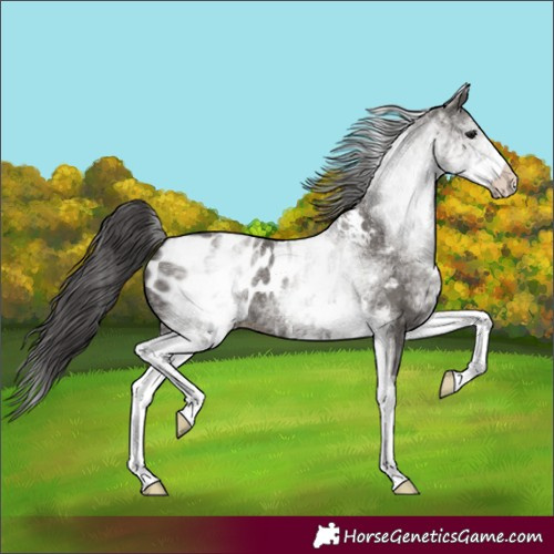 Horse Color:Unknown 