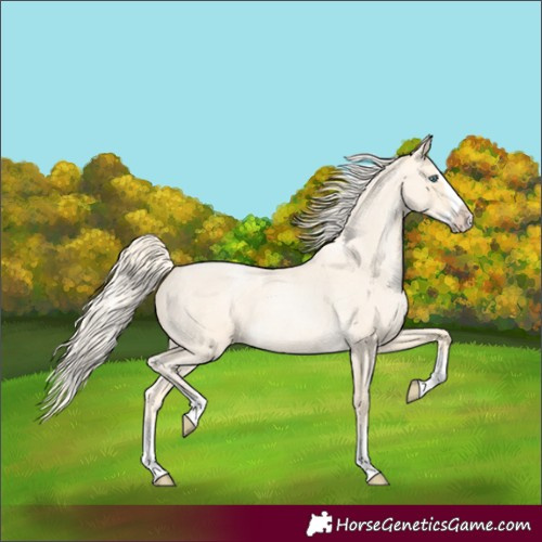Horse Color:Palomino Roan Pearl Splash