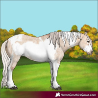Horse Color:Silver Bay Dun Sabino Tobiano Frame Rabicano