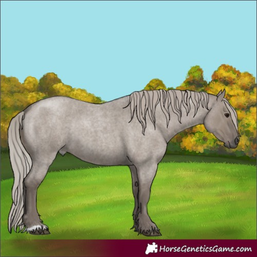 Horse Color:Silver Grullo Roan 