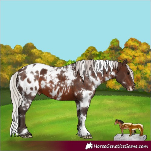 Horse Color:White Spotted Silver Brown Appaloosa