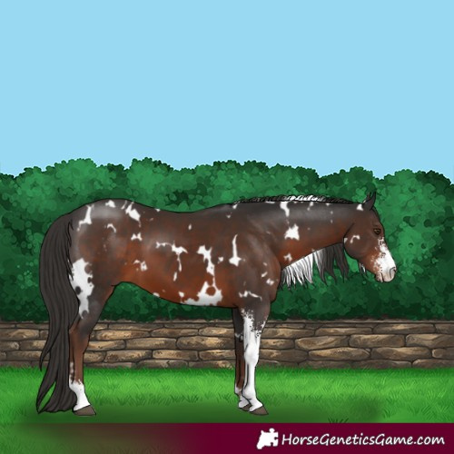 Horse Color:White Spotted Liver Chestnut Sabino