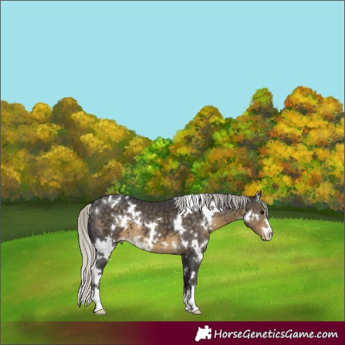 Horse Color:White Spotted Silver Smoky Black Appaloosa 