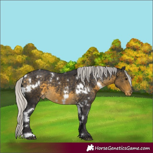 Horse Color:White Spotted Silver Buckskin Appaloosa