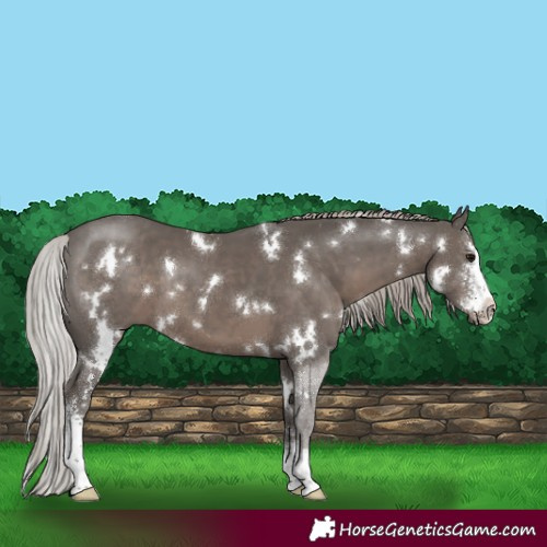 Horse Color:White Spotted Silver Black Sabino 