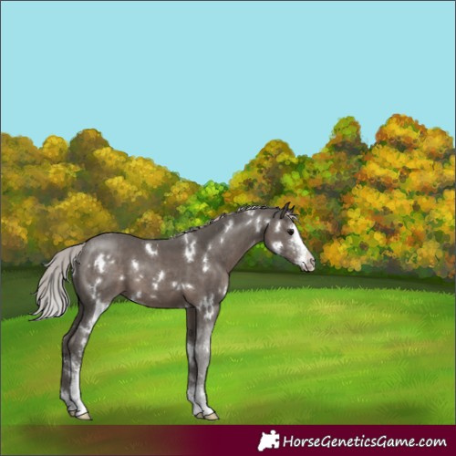 Horse Color:White Spotted Silver Black Sabino 